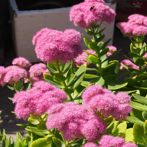 sedum techos verdes sostenibles de interior purificadoras de aire silvestres semillas silvestres semillas 225semillas