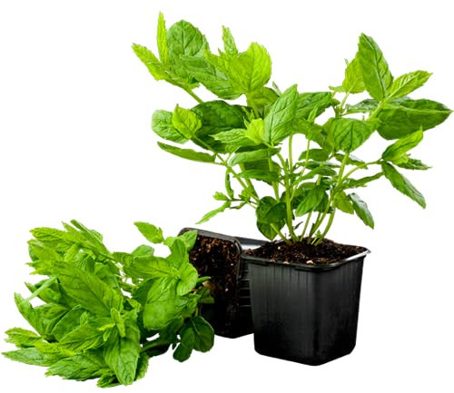 Plantas de Menta Hierbabuena | Pack 2 Unidades | Plantas para Cocinar | Hierbas Gourmet | Plantas Naturales de Interior y Exterior