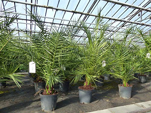 gruenwaren jakubik Palme 140 cm, Phoenix canariensis, kanarische Dattelpalme, kräftige Palmen Premium Qualität