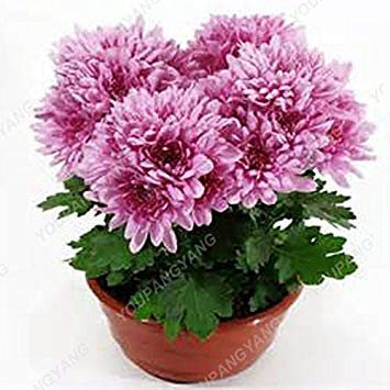 SEMI – 100 Stück Chrysanthemen, halb im Topf in einem Gefäß zum Selbermachen, wenn Sie den Garten in großen Mengen verwenden