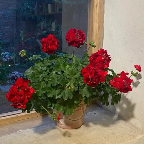 500 pezzi semi geranio - giardino primavera balcone, bonsái interni semi decorativi