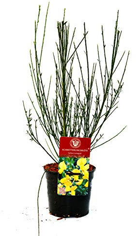 Cytisus scoparius 'Luna' 40–60 cm – Winterhart, Mehrjährig, Pflegeleicht – Ginster – Zierstrauch für Garten & Beet