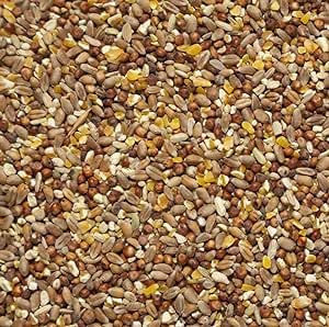 Il Contadino - Antichi Becchimi | Misto per TORTORE e FAGIANI | Formula Ricca di Semi Selezionati Adatta per Tutto L'Anno, No OGM, 100% Vegetale, Assenza di scarti. qualità Superiore (20 kg)