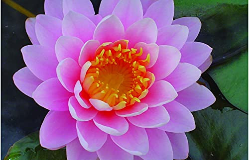 Lincolnshire Pond Plants Ltd Water Lily - bareroot or with pots and Compost - Live Water Plant Aquatic Pond Lake Marginal (1 x bareroot with Compost and Pot, Selection - Pink Lily)