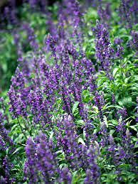 Graines De Fleurs Violettes De Sauge Paquet De 100 Graines