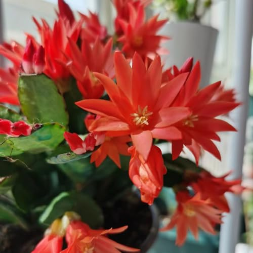 Cactus di Natale ornamentali zone insoliti ufficio giardino 400semi