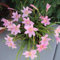 Lirio De La Lluvia, Planta De Bulbo,Hermosa, Fragante De FloracióN Nocturna, OrquíDea,Planta Perenne,Flor De Bulbo, BalcóN, Patio, Resistente-10bulbos-A