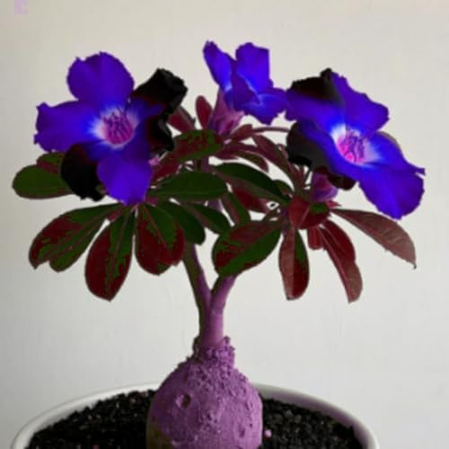Adenium obesum bulbi,Piante perenni,Rosa del Deserto pianta vera,Adenium obesum pianta,Tagliare,resistenti al freddo,bulbi rosa del deserto(non artificiali)-1tuberi-A