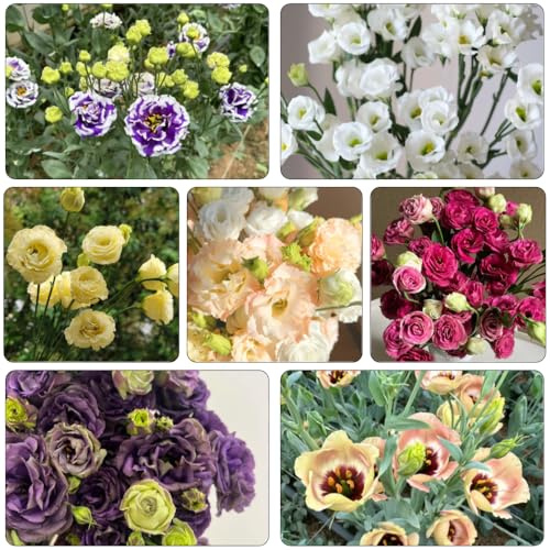 semillas lisianthus cortadas de jardín perennes resistentes al invierno de interior exóticas verano decoración jardín reales invernaderos balcón 20pcs