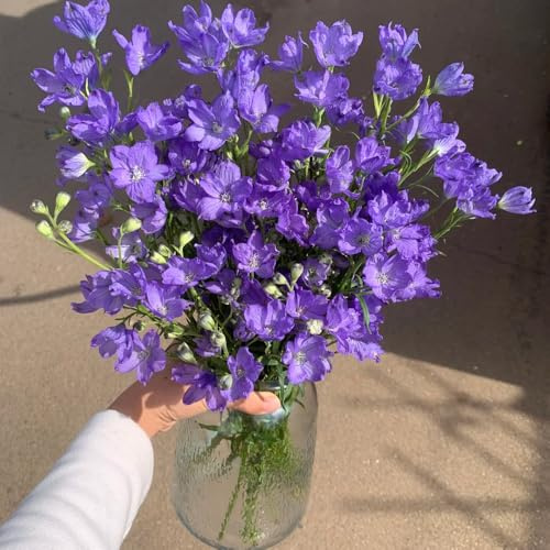 ritterspornsamen - balkon bodendecker winterhart mehrjährig alte sorten bio stauden deko 100pcs