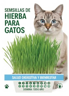 Semillas Naturales de Hierba para Gato para Cultivar en Casa Todo el Año | Hierba Gatera DECOALIVE