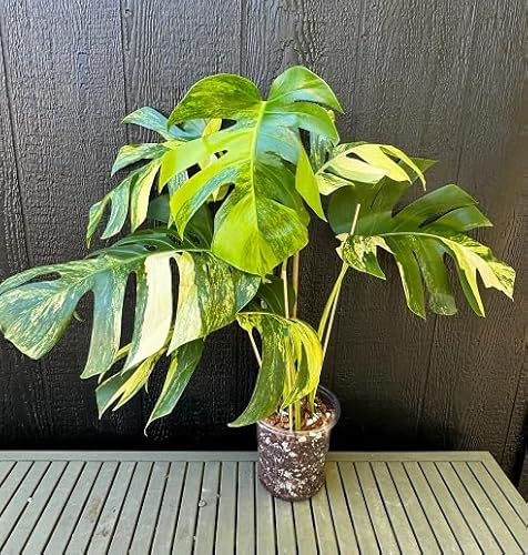 100Pcs Yellow Green Monstera Plant Seeds