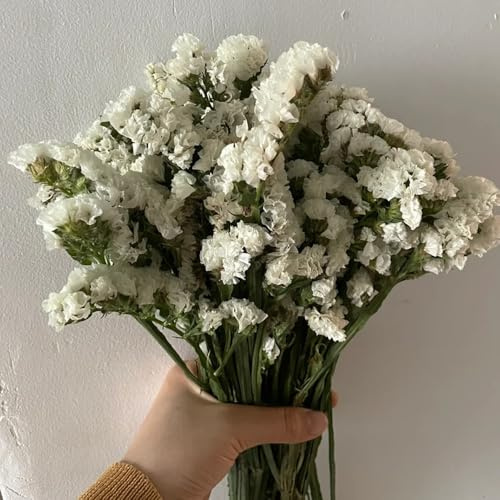 vergissmeinnicht geschenk winterharte garten, gartenblumen vergiss mein nicht deko, blumensamen balkon bodendecker winterhart mehrjährig wildblumen 300samen