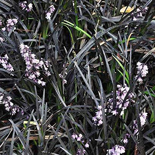 6x Ophiopogon Planiscapus 'Niger' - Mörkt Ormskägg 'Niger' - Krukstorlek 9x9 cm - Svartbladig Marktäckare