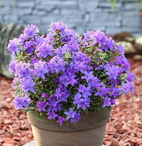 Zwerg Rhododendron Purple Pillow 20-25cm - Rhododendron russatum - Zwerg Alpenrose - lebende Gartenpflanze aus den Baumschulen