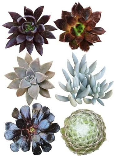 Mix de Seis Unidades de Suculentas Mini Plantas Naturas Perfectas para la Decoración