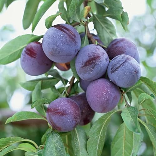 Methley Plum Tree Live Plant 12-18 Inch Height, Japanese Plum Plant Live for Planting Outdoors, Red Plum Tree Plant, Bareroot Dormant