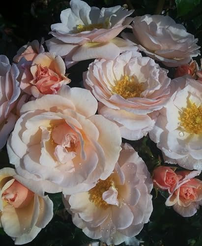 Check Mate - Climbing Rose - Soft Pink Blooms - Fragrant - 4L Potted