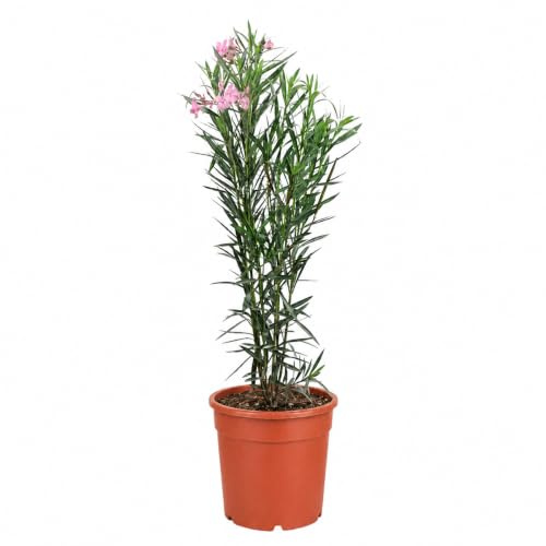 I GIARDINI DI GIULIA - Oleandro Pianta Vera in Vaso D.24 cm, Alto 110 cm, Nerium Oleander da Esterno per Giardino, Balcone e Terrazzo, Arbusto Mediterraneo Sempreverde