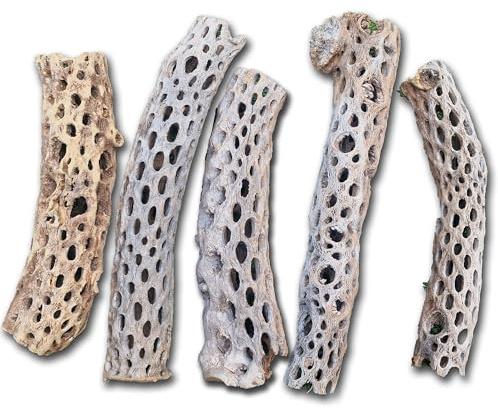 VIRS PRO Cholla Wood Large XXL SIZE 10 x 2 inches for Shrimp Habitat and Food Treat Hermit Crabs Plecos Aquarium Decoration Lowers pH Hideouts and Chew Toys Reptiles Thorn Free Dried Organic Natural