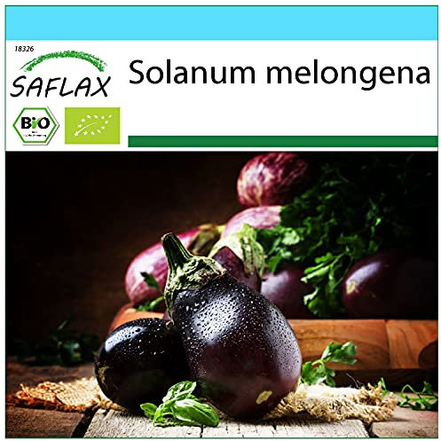 SAFLAX - - BIO - Melanzana - Black Beauty - 25 semi - Solanum melongena