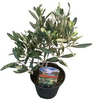 Olivo Enano Planta Viva Decoración de Interior Cultivado en España
