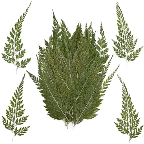 RUGBOL 48 STK. getrocknete Blumen, gepresste Blumen und Blätter, natürliche Farne, getrocknete Pflanzen für DIY Papierkunst, Schmuck, Kerzen, Seifen, Vasenherstellung und Scrapbook-Dekorationen