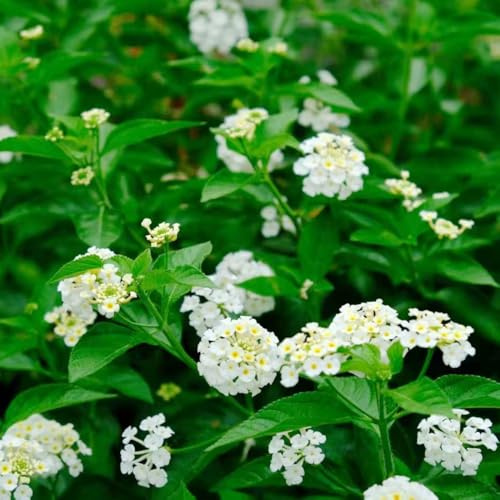 wandelröschen indoor kräutergarten blumendeko exotische zimmerpflanzen blumengarten schnittblumen frühlingsblumen dachbegrünung balkonpflanze biosaatgut balkongewächshäuser 350samen