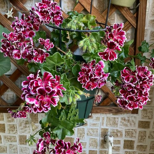 geranio balcone parterre balcone primavera semi selvaggio interni esotici selvaggio, autunno, perenne 80pcs