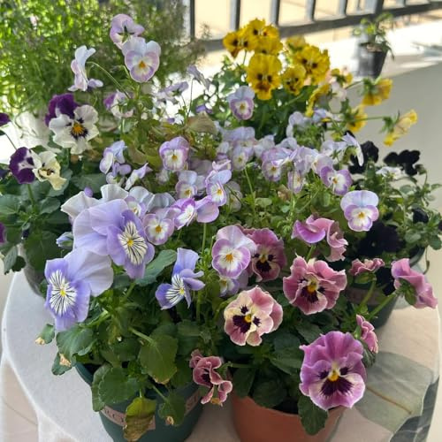 stiefmütterchen - büropflanzen winterharte kübelpflanzen dekopflanzen blumendeko wildblumen balkonblumen blumensamen balkon zimmerbonsai bonsai indoor kräutergarten kräuterpflanzen 250samen