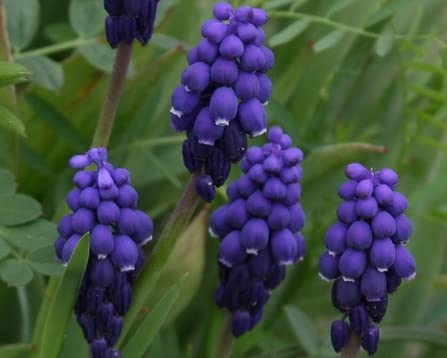 Grape Hyacinth (Muscari armeniacum) / 20 Healthy Fresh Bulbs for Fall Planting to Produce Purple Cone Spring Blooms by The Southern Bulb Company