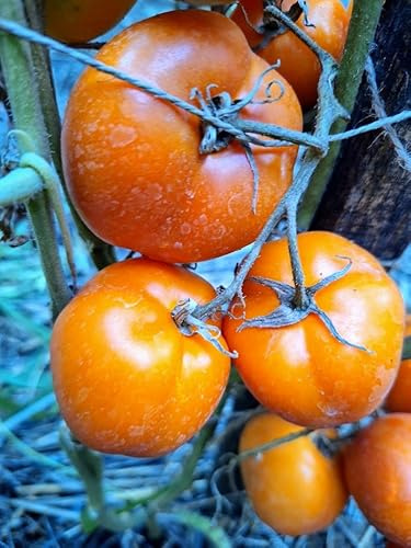 RUSSIAN TOMATE AQUARELL 10+ Samen samenfeste determinierte Sorte P 573