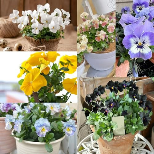 100 piezas Semillas de pensamiento - Viola tricolor Prado de flores silvestres, regalo de semillas semillas de plantas de pensamiento, Decoración floral, plantas resistentes para el