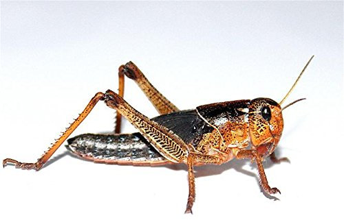 Feeders & More - Heuschrecken - Wanderheuschrecken MITTEL - 300 Stück - Lebendfutter Insekten Wanderheuschrecken - Futter für Reptilien, Bartagamen und Amphibien - Futterinsekten & Haustierfutter