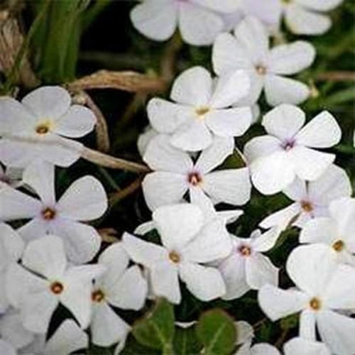 Phlox-Montagna- (Linanthus Grandiflorus) - 200 Semi:Semi