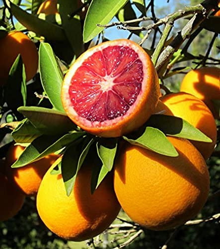 Graines De Fruits D'Orange Sanguine Rouge Ensemble De 100 Pièces