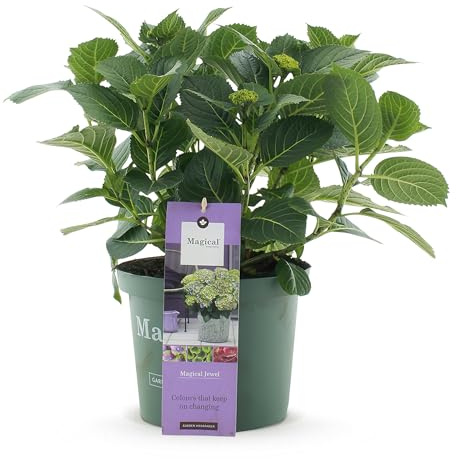 GreenboutiQ - Plante de terrasse - Hortensia - Hydrangea Magical Jewel Blue - Bleu - 6-10 Fleurs - Pot 23cm Hauteur 55cm