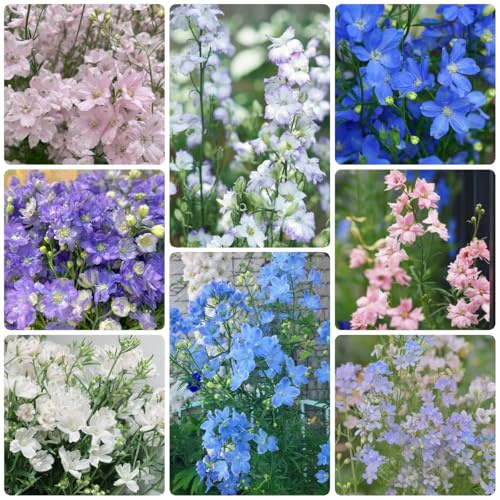 Rittersporn, garten steingartenpflanzen winterhart blumenwiese balkonpflanzen pflanzensamen 150Samen