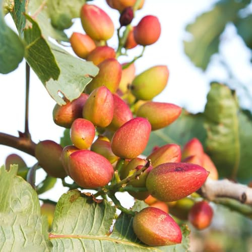 Semi di pistacchio, pistacchio vera, noci, biologici perenni resistenti 45pcs