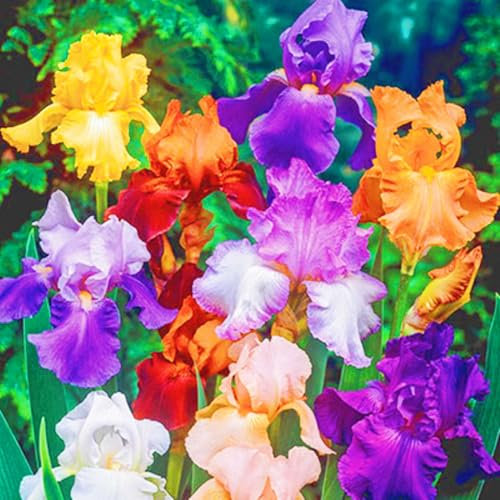 Iris Bulbs,Iris Plant Wedding Flowers/Garden Flowers/Plant Bulbs/Cut Flowers/Ornamental Flowers/Hardy Perennial-10bulbs-c