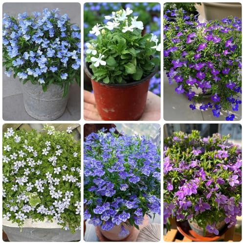 Semi di Lobelia, Lobelia chinensis, semi di campo da giardino decorazioni floreali 250pcs