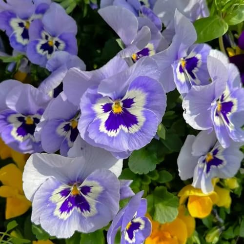 Semillas de pensamiento - exóticas Semillas de viola tricolor - regalos de jardín resistentes cobertura del suelo perenne 20pcs