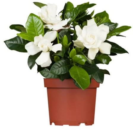 Arbusto de Gardenia Jasminoides TOP para Decorar Terraza y Jardín