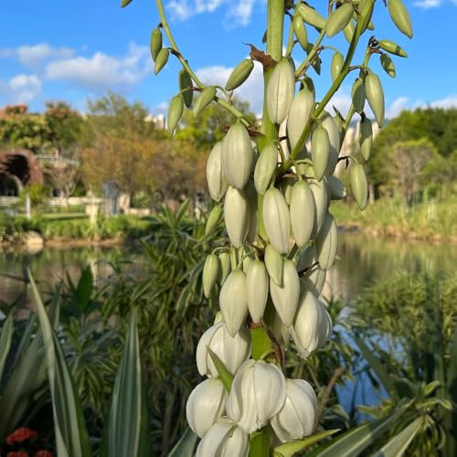 semi di yucca da giardino - giglio di palma, autunnali resistenti amici vecchie varietà da balcone esterno per luoghi soleggiati 20pcs