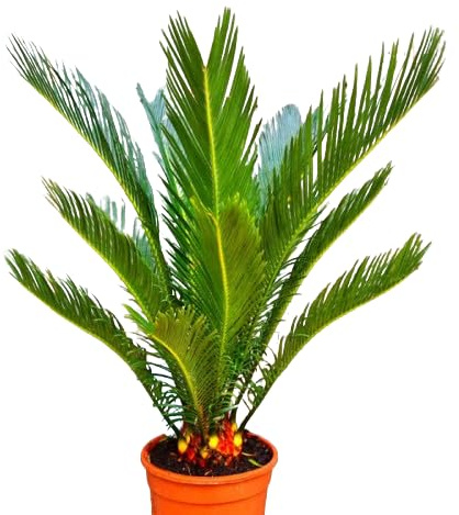 Cycas Revoluta Natural Planta de Exterior y Interior Resistente - Palmera de Jardín