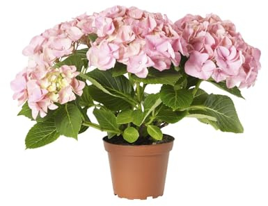 Hortensia Rosa Natural – Planta de Fácil Cuidado y Alta Durabilidad
