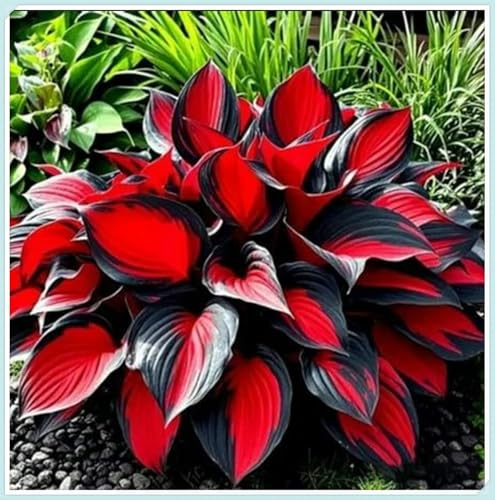Winterharte,Gorgeous Hosta Rhizome,Mehrjährig Winterhart,Blumenzwiebel Mixt.-4 rhizome-E