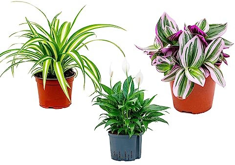 3 x Air Purifying Plants Spider Plant Chlorophytum, Spathiphyllum Peace Lily, Tradescantia albiflora Nanouk in 10-12 cm pots
