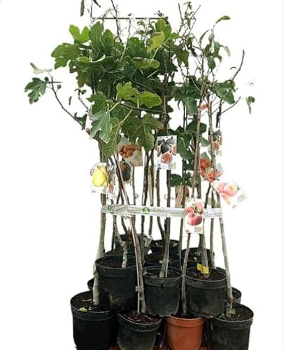 Pack de 12 plantas arboles frutales injertados de 100-120 cm. Cerezo, Manzano, Melocotonero, Peral, Almendro, Nogal, Granado Cosecha y cultiva tus propias frutas