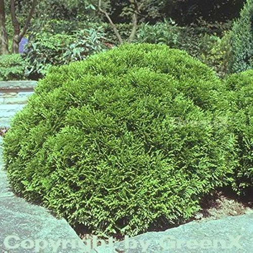 Thuja occidentalis 'Danica' 25-30 cm – Immergrün, Winterhart, Pflegeleicht – Kugel-Lebensbaum – Ziergehölz für Beet & Kübel